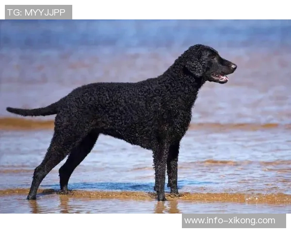 美国队新吉祥物班纳灵感源自切萨皮克湾寻猎犬的故事